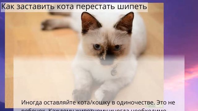 Как заставить кота перестать шипеть