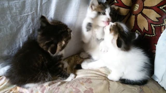 Умывашки😃 смотреть онлайн