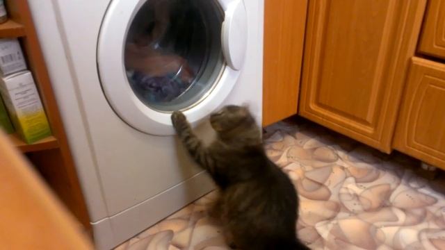 Кот-полоскун смотреть онлайн