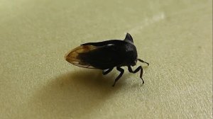 Centrotus cornutus (горбатка обыкновенная)