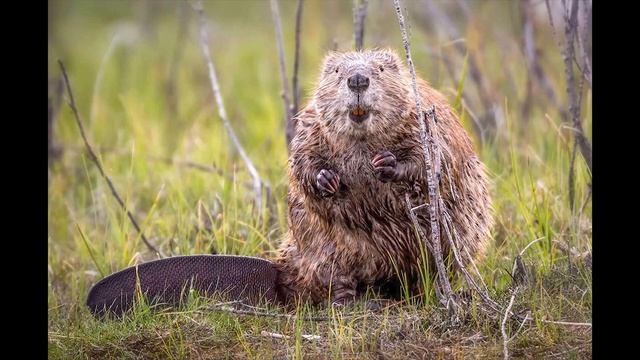 Virtual Field Trip: Welcome to the Mabee Farm! смотреть онлайн