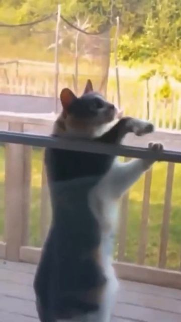 Смешные животные видео смотреть онлайн