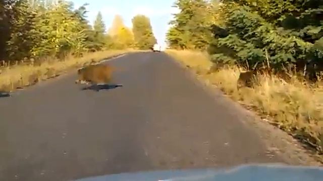 Водители Полтавщины в шоке от огромных кабанов смотреть онлайн
