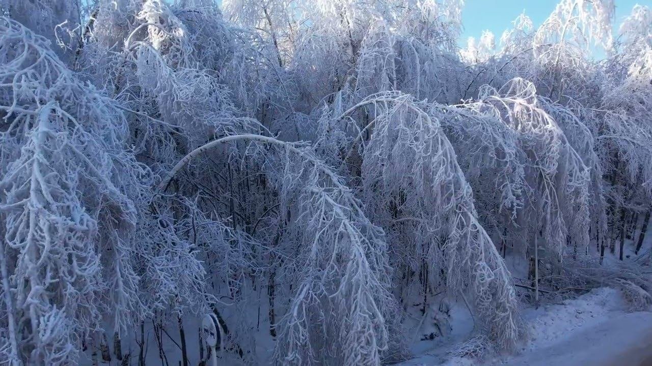 Заколдованный лес