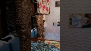 Медведь мой пролез 🤣 По сугробам 🤣 Еле как залезли на дачу 🤣