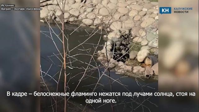 Фламинго и лебеди принимают солнечные ванны в калужском зоопарке