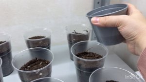 🟣ВЫРАЩИВАЮ РАССАДУ ТОМАТОВ 🍅НА ПРОДАЖУ 🟢