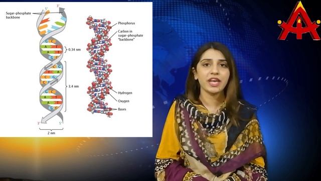 DNA WATSON CRICK DOUBLE HELIX MODEL| MISS HAFSA HAMID| 10TH| 2ND YEAR| BIOLOGY| GUESS| EXAMS 2021 смотреть онлайн