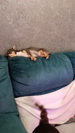 Птицы на ветке.