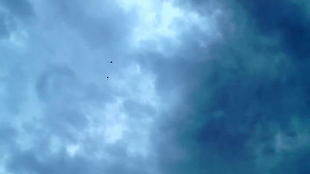 Щекатые бойные голуби.