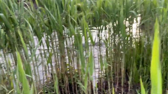 В поисках щуки 🎣 смотреть онлайн