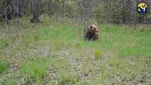 Медведь  Фотоловушка заповедник Нургуш