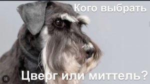 Цвергшнауцер или миттельшнауцер . Собака , порода . Dog Schnauzer