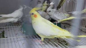 Поведение здоровых корелл в домашних условиях