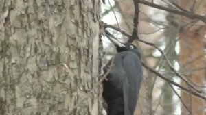 ЧЕРНЫЙ ДЯТЕЛ ЖЕЛНА ИГРАЕТ СО МНОЙ В ПРЯТАЛКИ В ЛЕСУ!