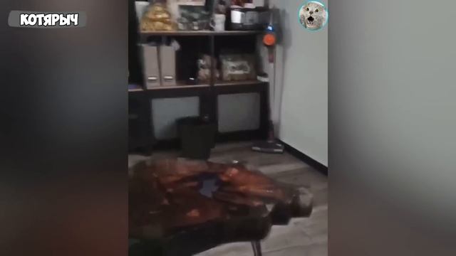 ПРИКОЛЫ_С_ЖИВОТНЫМИ_СМЕШНЫЕ_КОТЫ_и_СОБАКИ