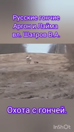ЗАЙЦА СЛОВИЛИ - АРГОН ПРИНЁС .Русские гончие Аргон и Лайма вл. Шатров В.А.#охота#собака#топ#hunting