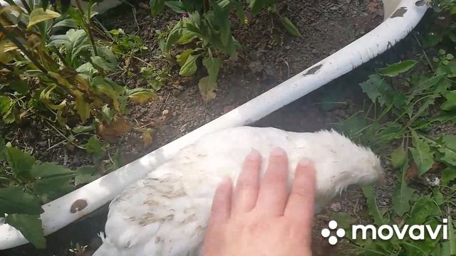 Пришла посылка с Чесноком Рокомболь 👍 Сентябрь 2021 год тёплые денёчки стоят 🌾 смотреть онлайн