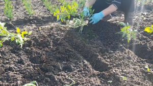 Посадка ТОМАТОВ по методу МАСЛОВА.