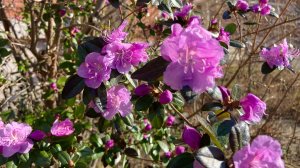 Похолодало, накрыла грядки. 15 апреля в Сибири цветёт багульник.