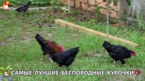 Курочки селяночки лучшие беспородные несушки 🥚 (130)