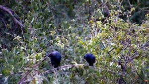 Скворцы. Африка - Starlings. Africa