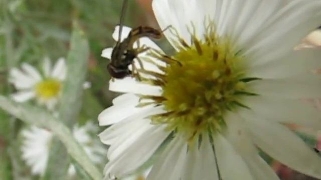 Toxomerus fly on flower смотреть онлайн