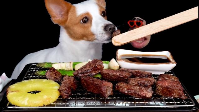 ASMR Beef steak for puppy dog 강아지 소고기 스테이크 먹방 Mukbang Eating Real Sound