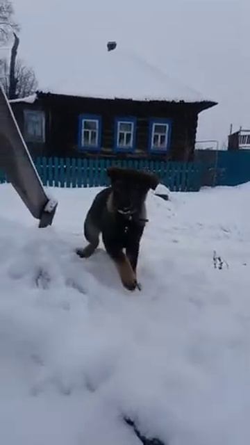 #щенки #собаки #йошкарола смотреть онлайн