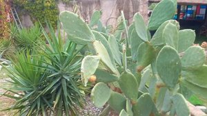 Отель Transatlantic Hotel & SPA 5*. Турция.