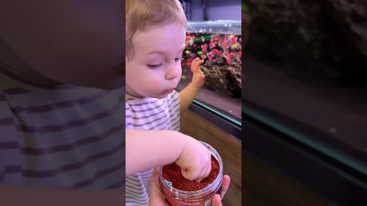 А Ваши детки кормят рыбок? ❤️ #аквариум #машаблюм #aquarium #aquascape #fishtank смотреть онлайн