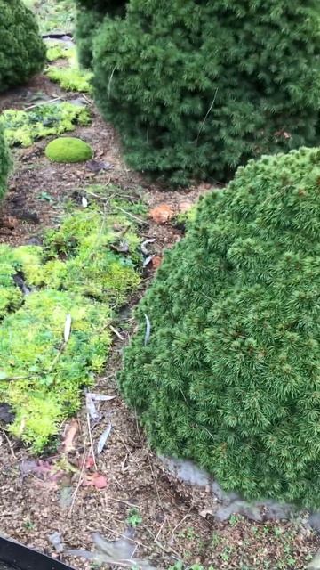 Клумба из хвойных #клумба #хвойныерастения #сад смотреть онлайн