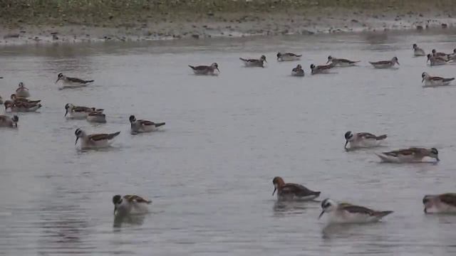 Круглоносые плавунчики смотреть онлайн