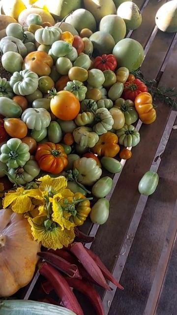 Harvest some vegetables around home #shorts смотреть онлайн