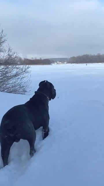 Cane Corso Кане Корсо Семён Семёныч смотреть онлайн