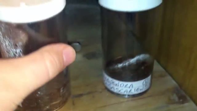 Request video for myNAMEisJPz centipede collection смотреть онлайн