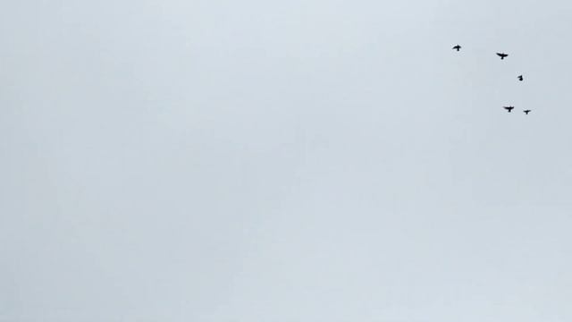 Узбекские двухчубые (тренировка молодых) смотреть онлайн