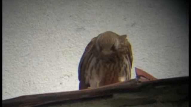 Сокал-пустальга.wmv смотреть онлайн