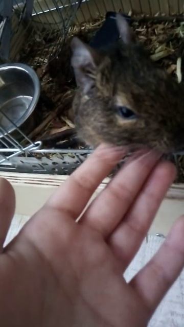 милый дегу 🐿️🐿️🐿️ смотреть онлайн