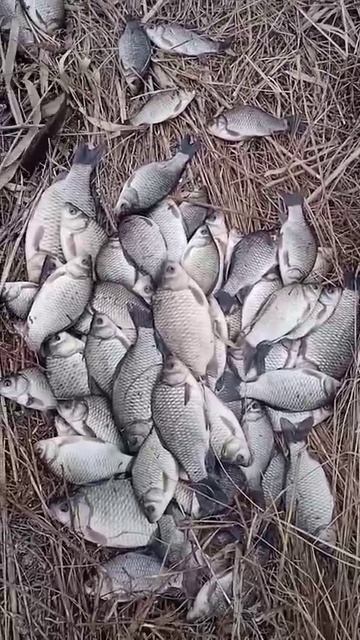 Друзья на рыбалке.