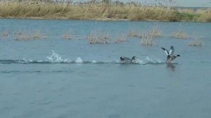 Большая поганка красивая птица с некрасивым названием. Чомга.