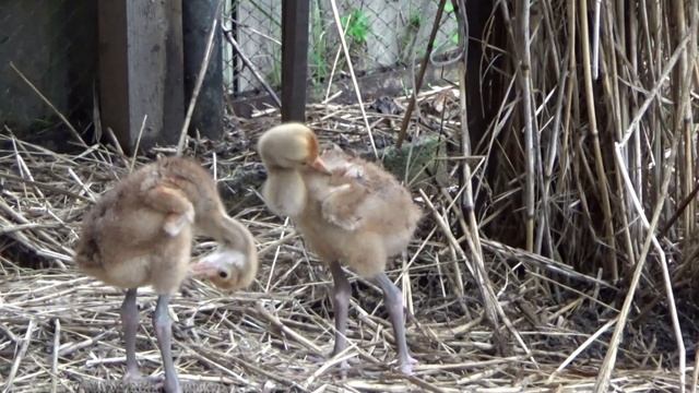 Велопоход в Муравьевский парк - июнь 20г. смотреть онлайн