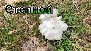 Первые грибы | 13 апреля 2025