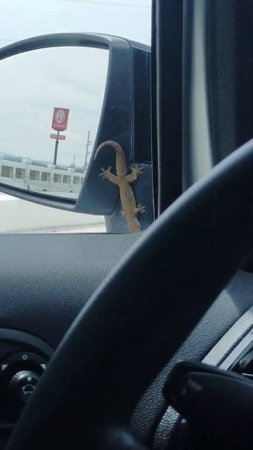 LIZARD IS IN TROUBLE #shorts