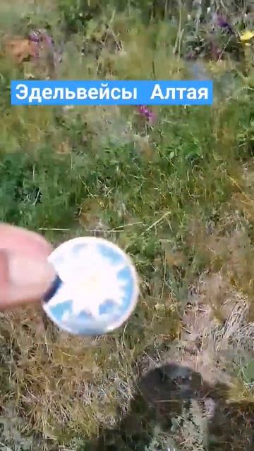 Белуха и эдельвейсы . Алтай смотреть онлайн
