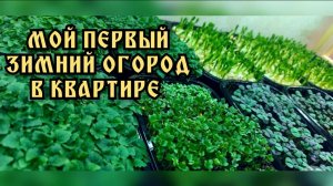 Обзор огорода в квартире. Огород зимой в квартире. Выращиваю овощи и зелень.
