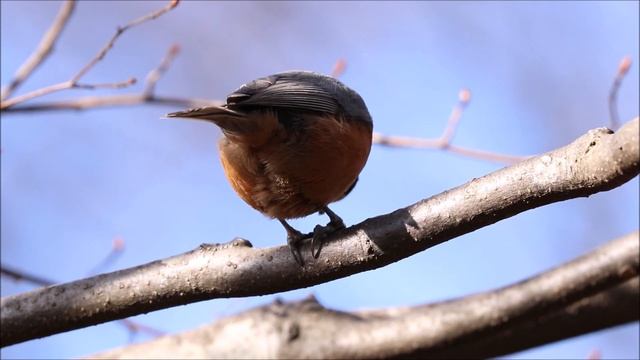 Тиссовая синица (лат. Sittiparus varius). / Varied Tit / ヤマガラ смотреть онлайн