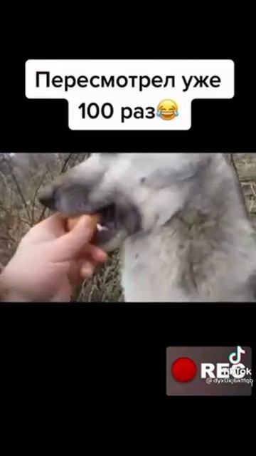 хочу взорваться как эта собака грустно некто не подписывается смотреть онлайн