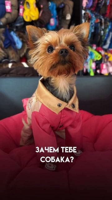 Стильный дождевик для вашего хвостика 🐾2700₽.Оффлайн точка: г. Новосибирск, ул. Большевистская 94
