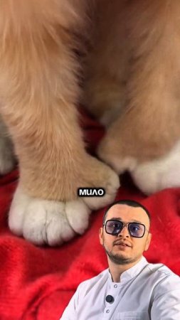 Полидактилия 🐾